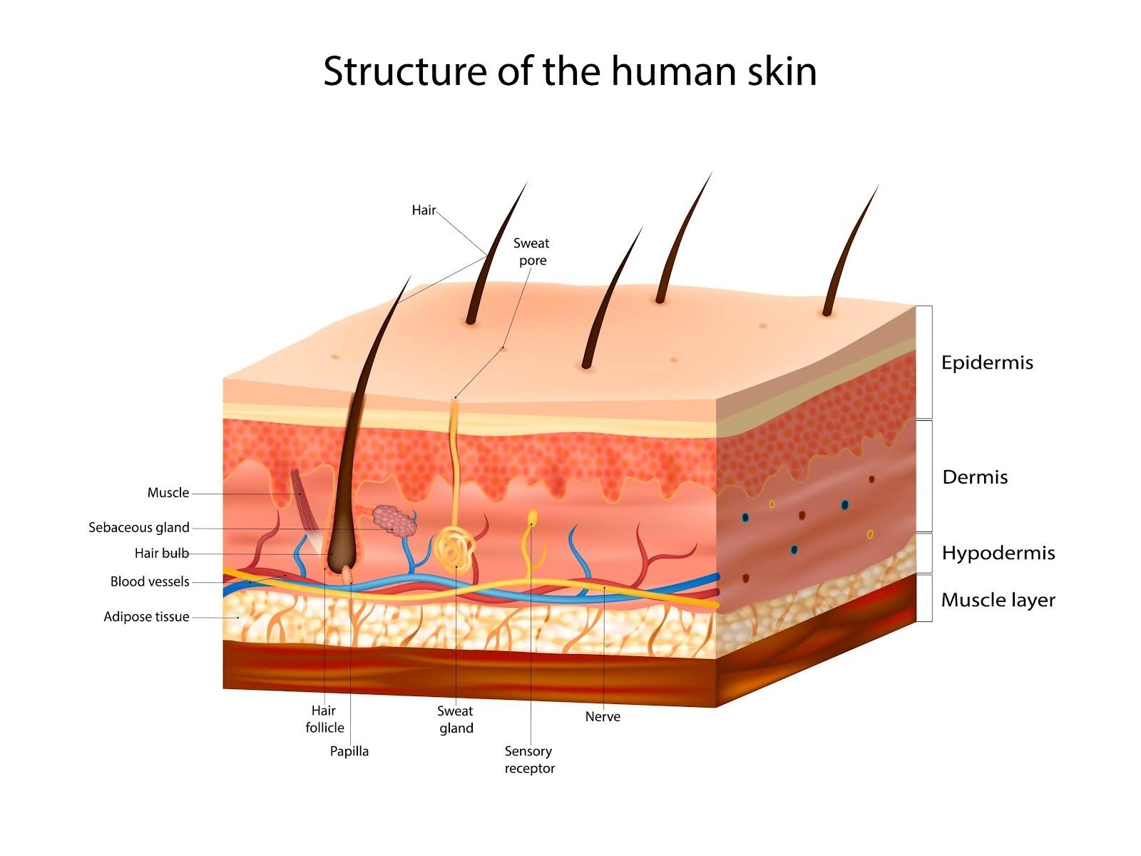 Human Skin Structure Graph Pic